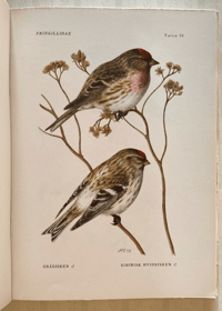Image 5 of Nordiske Fugle Nordic Birds