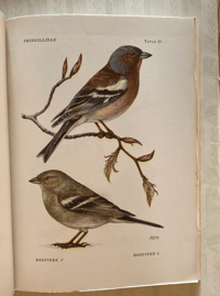 Image 6 of Nordiske Fugle Nordic Birds