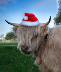 Paint and Pat - 07/12/25