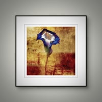 Image 3 of 'Kline Blue'