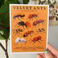 Velvet Ants Postcard Print