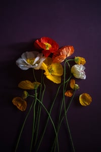 Untitled Poppies