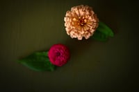 Ballerina Zinnia