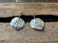 Image 2 of Aspen Leaves