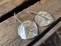 Image 7 of Aspen Leaves