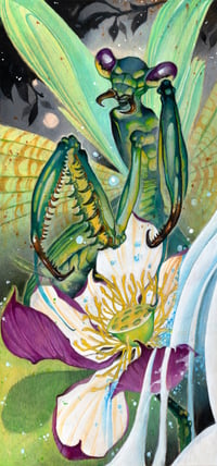 Mantis