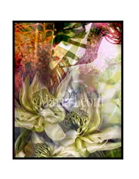 Image 2 of Amongst white Waratah limited edition print