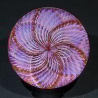 Image 1 of Phoenixia