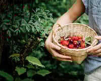 Image 1 of Ginger Berry