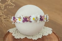 Newborn/Sitter Halo 35