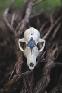 Image 3 of Teschio di Volpe -luna, abeti e kyanite -