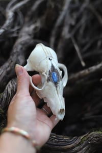 Image 4 of Teschio di Volpe -luna, abeti e kyanite -