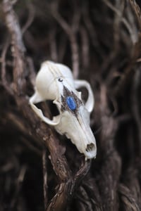 Image 2 of Teschio di Volpe -luna, abeti e kyanite -