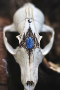 Image 5 of Teschio di Volpe -luna, abeti e kyanite -