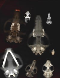 Image 2 of Skull Scan A Weatherproof Vinyl Sticker