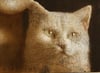 What She Told The Cat