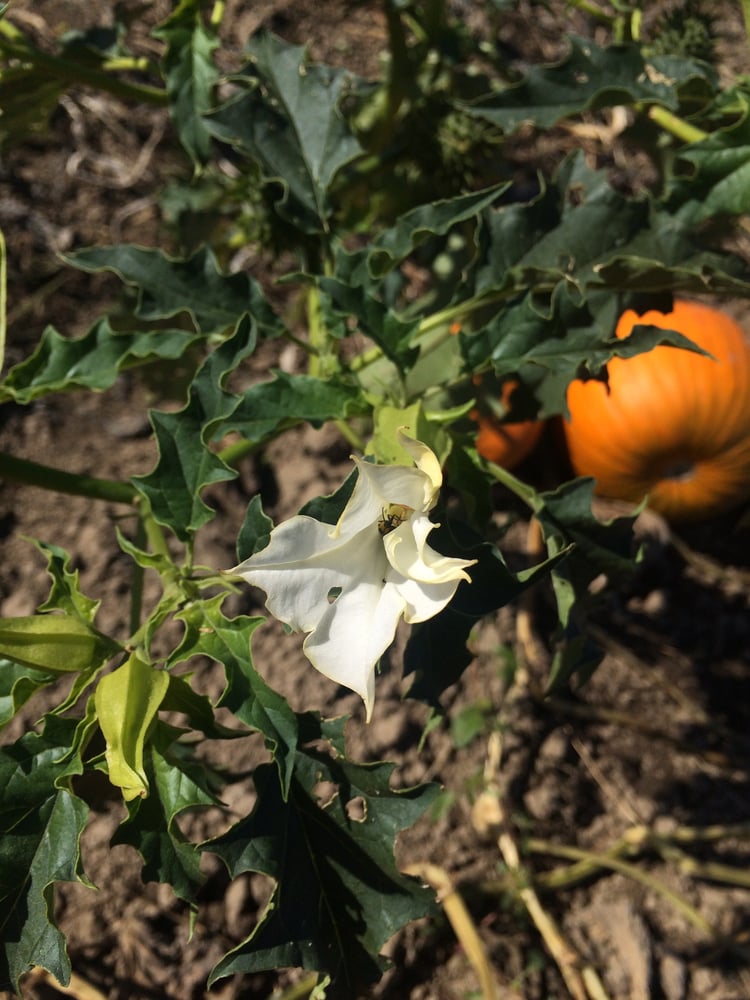 Image of Samhain Perfume (Absinthe, Cacao, Aged Patchouli)