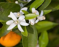 Image 3 of Seaside Citrus