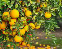 Image 4 of Seaside Citrus