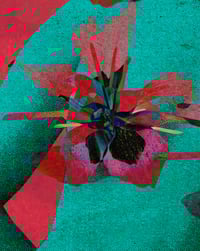 Image 3 of Sharp Petals
