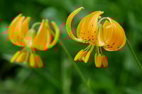 Image 1 of Tiger Lily : Lilium columbianum (dormant)
