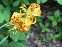 Image 2 of Tiger Lily : Lilium columbianum (dormant)