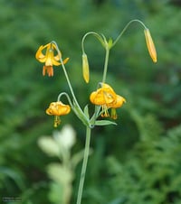 Image 3 of Tiger Lily : Lilium columbianum (dormant)
