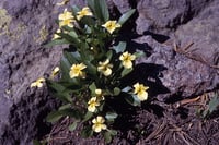 Image 3 of Canary Violet : Viola praemorsa