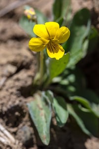Image 1 of Canary Violet : Viola praemorsa