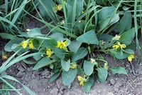 Image 2 of Canary Violet : Viola praemorsa