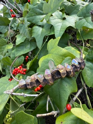 Aura Coated Quartz Copper Crown/Tiara