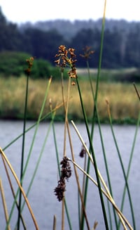 Image 2 of Hardstem Bulrush : Scirpus (Schoenoplectus) acutus