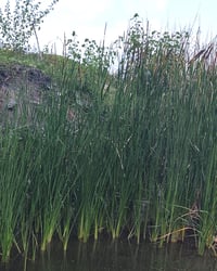 Image 1 of Hardstem Bulrush : Scirpus (Schoenoplectus) acutus