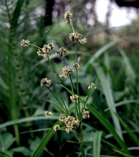 Image 1 of Small-fruited Bulrush : Scirpus microcarpus