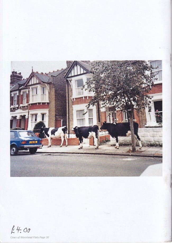 Unruly & Predatory Cattle