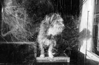 Image 1 of "Pilsen Dog" Print + Nonprofit Donation