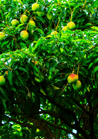 Image 3 of Spicy Mango