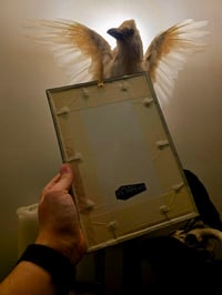 Image 4 of "REMBRANDT COLLECTION - Abduction of Ganymede with preserved spider web. 