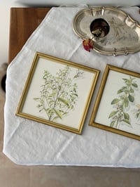 Image 1 of Duo de cadres botaniques