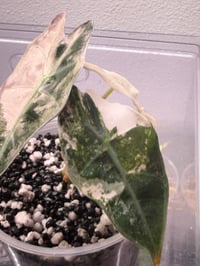 Image 1 of Variegated Pink Thai Amazonica 