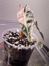 Image 2 of Variegated Pink Thai Amazonica 