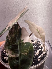 Image 3 of Variegated Pink Thai Amazonica 