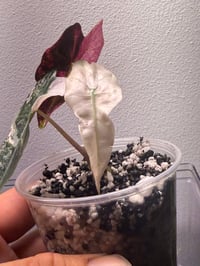 Image 4 of Variegated Pink Thai Amazonica 