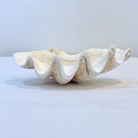 Image 2 of Vide-poche gros coquillage Tridacne "bénitier"  naturel des années 70 - Porte savon