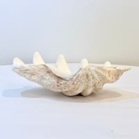 Image 4 of Vide-poche gros coquillage Tridacne "bénitier"  naturel des années 70 - Porte savon