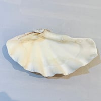 Image 5 of Vide-poche gros coquillage Tridacne "bénitier"  naturel des années 70 - Porte savon
