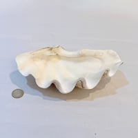 Image 3 of Vide-poche gros coquillage Tridacne "bénitier"  naturel des années 70 - Porte savon