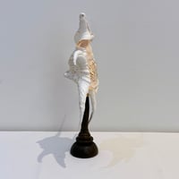 Image 7 of Coquillage Harpago Chiragra sur socle en bois tourné style fin XIXe