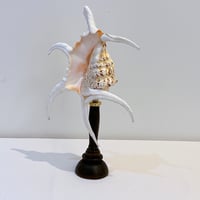 Image 4 of Coquillage Harpago Chiragra sur socle en bois tourné style fin XIXe
