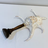 Image 8 of Coquillage Harpago Chiragra sur socle en bois tourné style fin XIXe